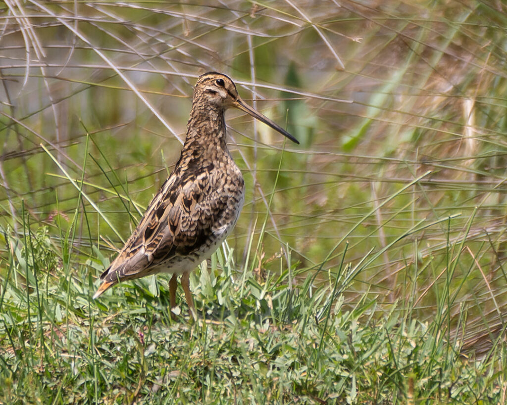 Latham's snipe (Gallinago hardwickii)