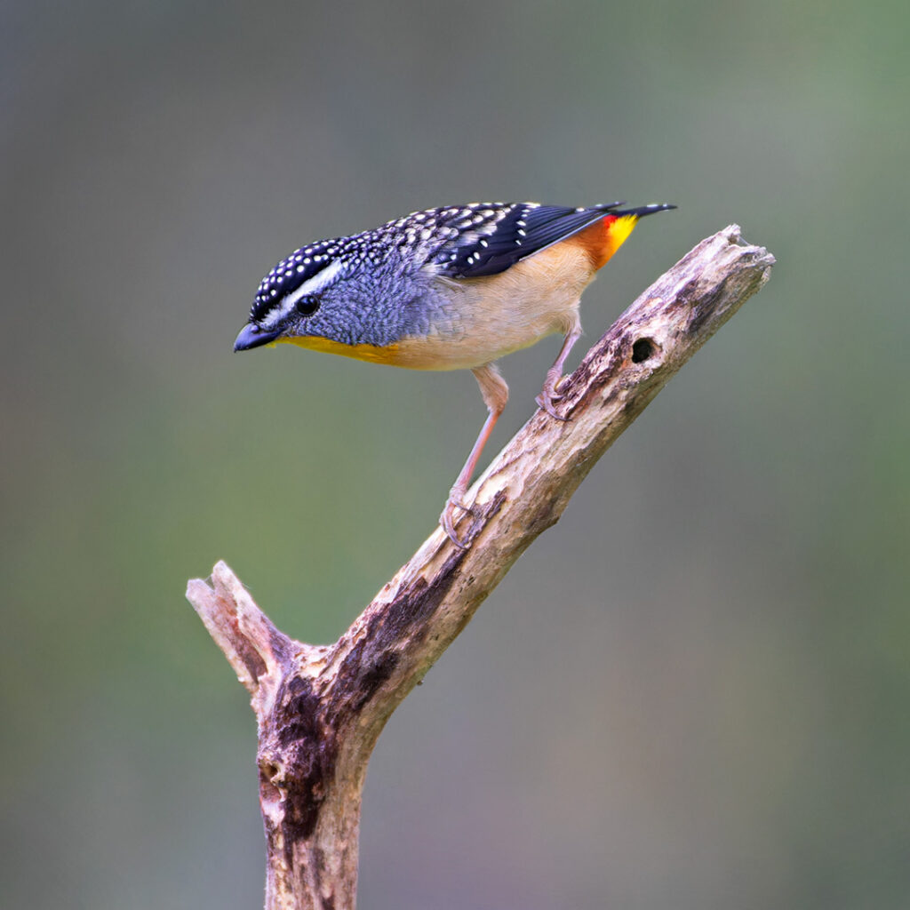 spotted pardalote (Pardalotus punctatus)