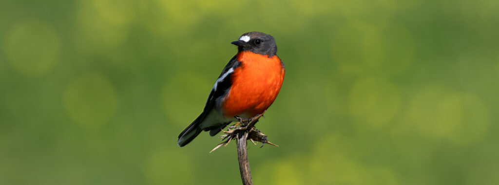 flame robin (Petroica phoenicea)